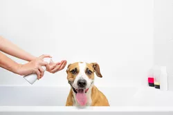 1 Il miglior shampoo antiallergico per cani dei veterinari