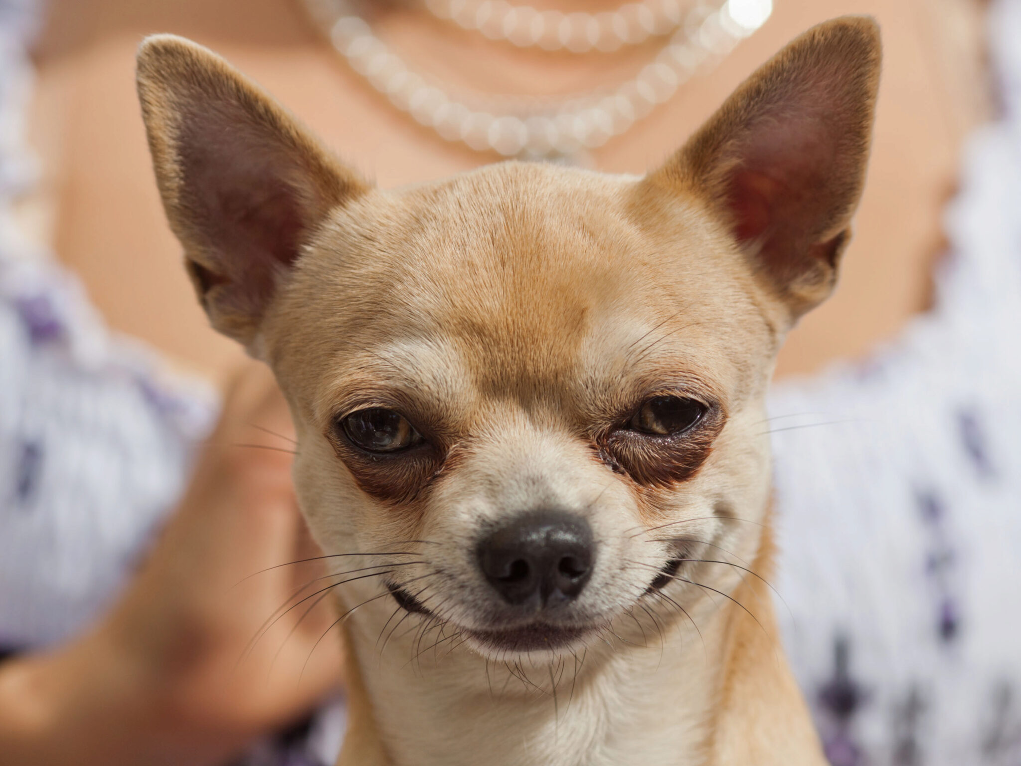 13 Problemi Di Salute Del Chihuahua + 85 Consigli Per Prevenire I Problemi