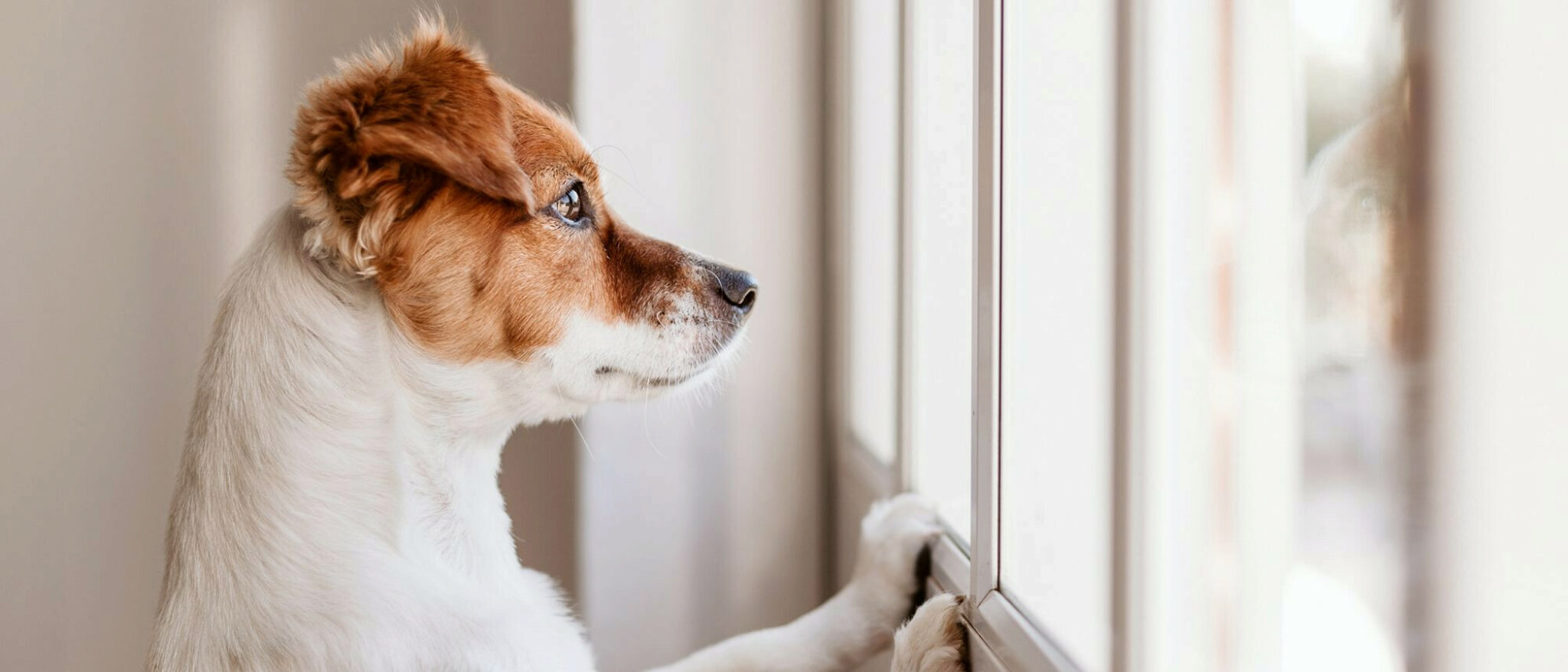 Dieci Semplici Passaggi Per Aiutare I Cani Con L'ansia Da Separazione