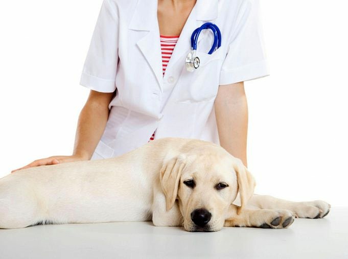 I Cani Possono Avere Crauti - Consigli Secondo I Veterinari