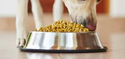 I Migliori Alimenti Per Cani Di Whole Earth Farms